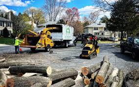 Best Tree Disease Treatment  in Lindon, UT