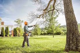 Best Tree Maintenance Programs  in Lindon, UT