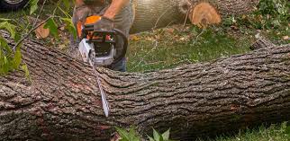 Best Tree Cabling and Bracing  in Lindon, UT