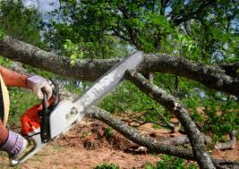 Best Emergency Tree Removal  in Lindon, UT