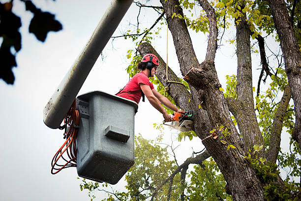 Best Tree Health Inspection  in Lindon, UT