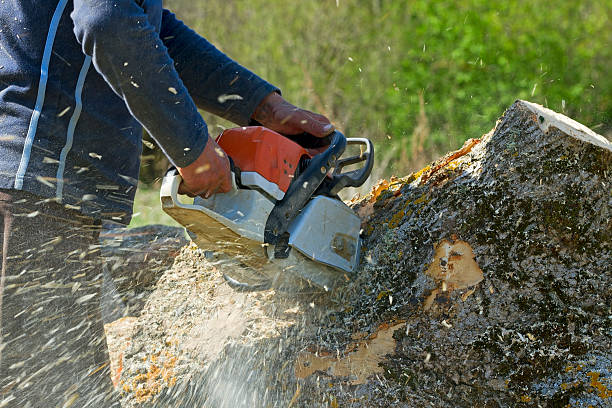 How Our Tree Care Process Works  in  Lindon, UT