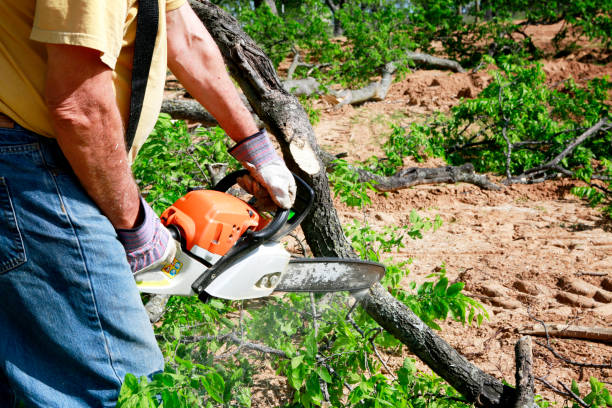 Best Tree Trimming and Pruning  in Lindon, UT